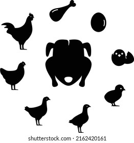 The life of a chicken, different ages of chicken, vector illustration