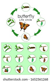 Life circle of a butterfly, the metamorphosis of the butterfly ( egg, caterpillar, pupa, butterfly )