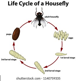 Life circle of a housefly illustration