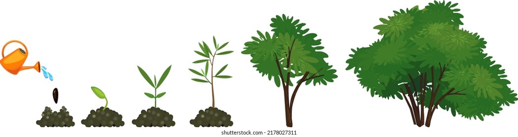 Life cycle of abstract cartoon tree: from seed to old green tree. Stages of growth of tree isolated on white background