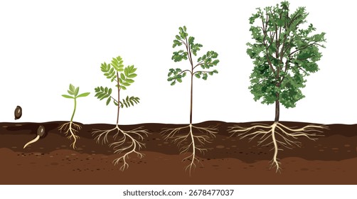 Life cycle of abstract deciduous tree. Growth stages from seed and sprout to old tree with root system and green crown isolated on white background	