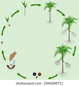 Life cycle of acai palm tree on a green background.