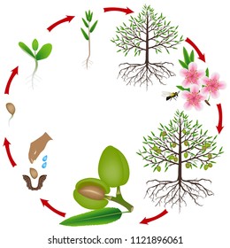 Life cycle of an almond tree on a white background.