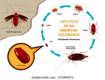 Life Cycle of an American Cockroach with scientific name Periplaneta americana. Also colloquially known as the Waterbug. Editable Clip Art. 