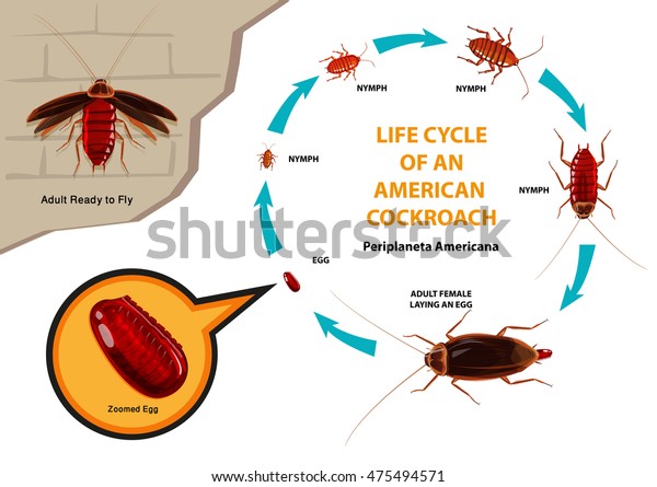 Life Cycle American Cockroach Scientific Name Stock Vector (Royalty ...