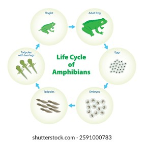 Life Cycle of an Amphibians infographic. frog life growth illustration.