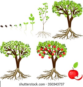 life cycle of apple tree
