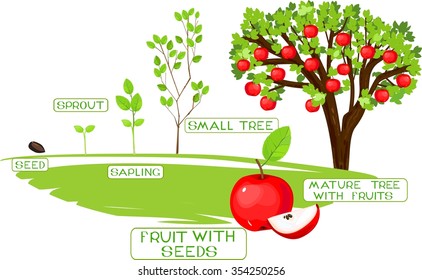 Life Cycle Of Apple Tree