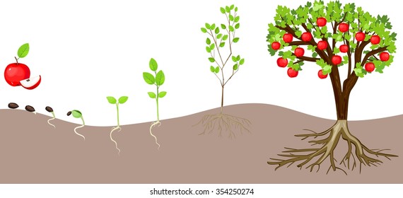 life cycle of apple tree