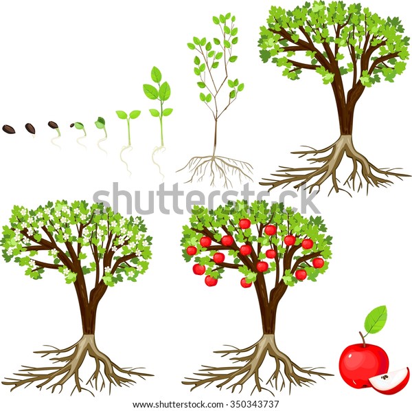 Life Cycle Apple Tree Stock Vector (Royalty Free) 350343737