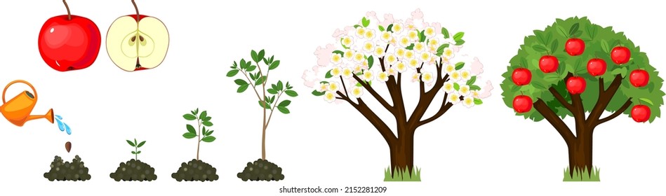 Life Cycle Apple Tree Isolated On Stock Vector (Royalty Free ...