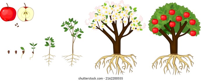 Life Cycle Of Apple Tree Isolated On White Background. Plant Growing From Seed To Apple Tree With Ripe Red Fruits With Root System