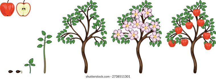 Life cycle of apple tree (Malus domestica). Stages of growth from seed and sprout to adult plant with ripe red fruits