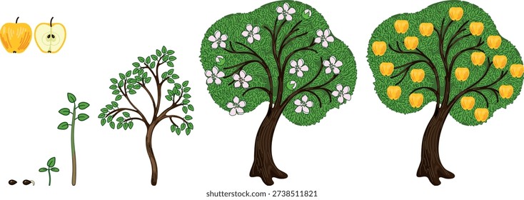 Life cycle of apple tree (Malus domestica). Stages of growth from seed and sprout to mature plant with ripe yellow fruits