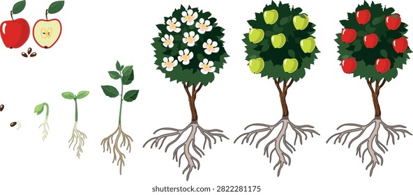 Life cycle of apple tree (Malus domestica). Stages of growth from seed and sprout to adult plant with ripe red fruits and root system