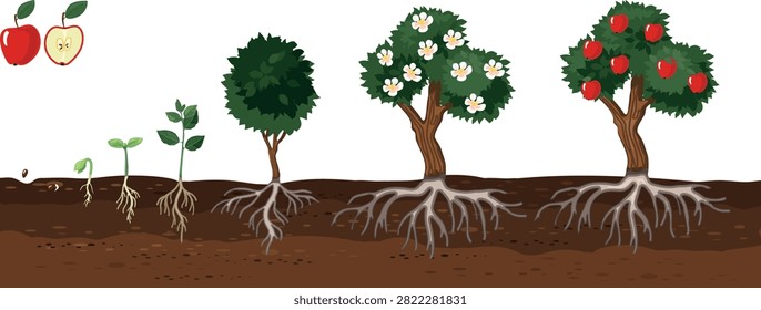 Life cycle of apple tree (Malus domestica). Stages of growth from seed and sprout to adult plant with ripe red fruits and root system