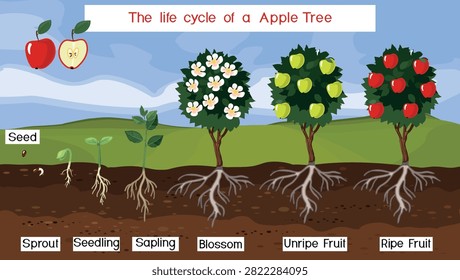 Life cycle of apple tree (Malus domestica). Stages of growth from seed and sprout to adult plant with ripe red fruits and root system