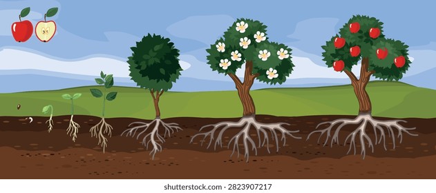 Life cycle of apple tree (Malus domestica). Stages of growth from seed and sprout to adult plant with ripe red fruits and root system