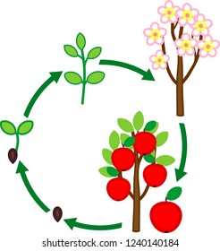 Life cycle of apple tree. Plant growth stage from seed to tree with fruits