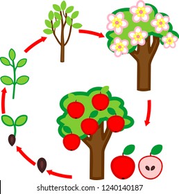 Life Cycle Of Apple Tree. Plant Growth Stage From Seed To Tree With Fruits