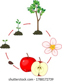 Life cycle of apple tree. Plant growth stage isolated on white background