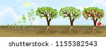 Life cycle of apple tree. Stages of growth from seed and sprout to adult plant with fruits
