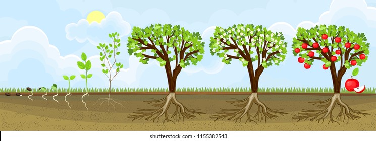 زراعة شجرة الفاكهة من الحفرة