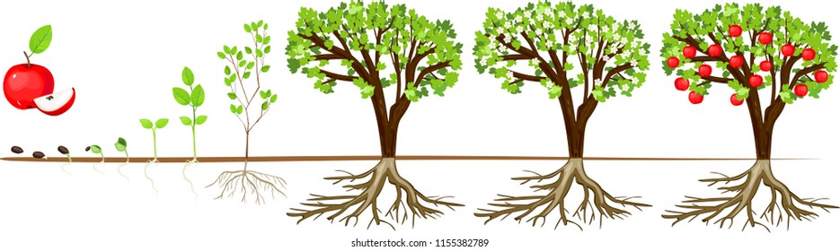 Life Cycle Of Apple Tree. Stages Of Growth From Seed And Sprout To Adult Plant With Fruits