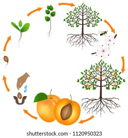 Life cycle of apricot tree on a white background.