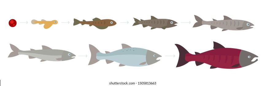 Life cycle of the Atlantic Salmon. Stages of salmon fish growth set. Coho salmon growth from egg to fry. Sockeye aquaculture grow up animation progression.