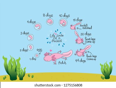 life cycle axolotl