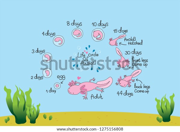 mexican-axolotl-life-cycle