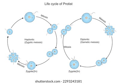 Life cycle of bacteria. Haplontic. Diplontic.Zygotic meiosis, gametic mitosis.vector illustration, useful biological concept for school,college and medical.