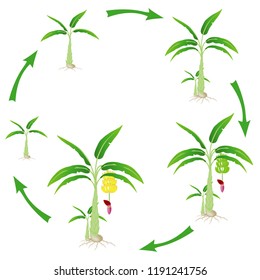 The life cycle of a banana plant on a white background.