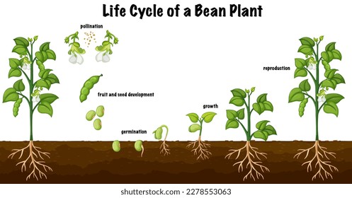 Lebenszyklus eines Bohnenpflanzendiagramms zur Veranschaulichung der naturwissenschaftlichen Bildung