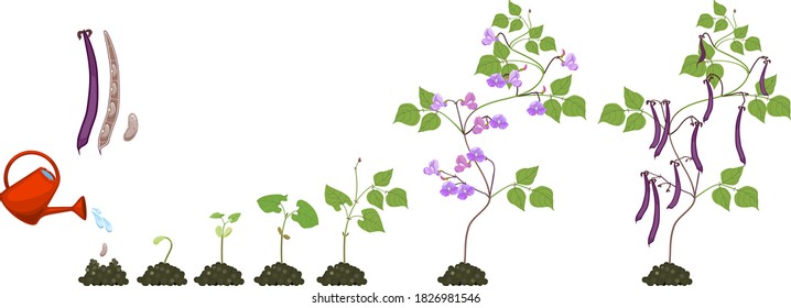 Life cycle of bean plant. Growth stages from seeding to flowering and fruiting plant isolated on white background