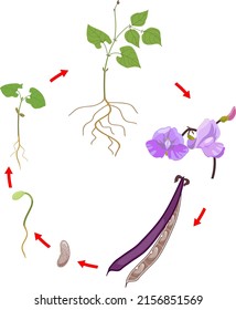 Life cycle of bean plant. Growth stages from seeding to flowering and fruiting plant with root system isolated on white background