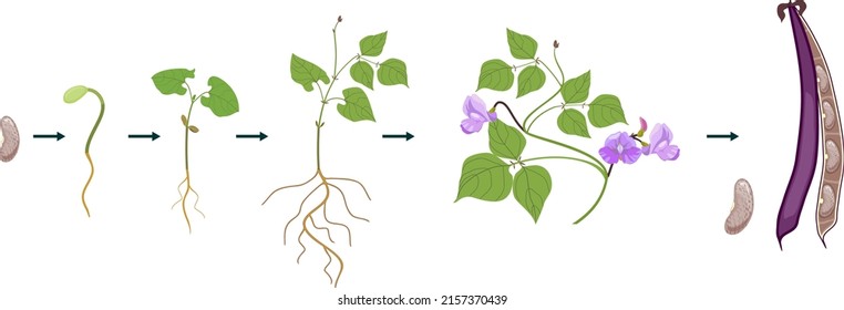 Life Cycle Bean Plant Growth Stages Stock Vector (Royalty Free ...