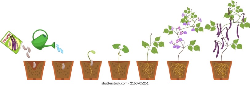 Life cycle of bean plant. Growth stages from seeding to flowering and fruiting plant with root system in flower pot isolated on white background