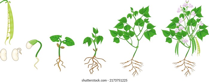 Life cycle of bean plant. Growth stages from seeding to flowering and fruiting plant with root system isolated on white background