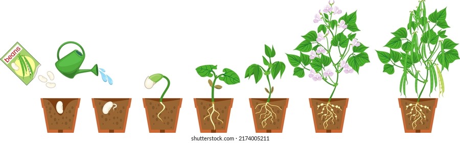 Life cycle of bean plant. Growth stages from seeding to flowering and fruiting plant with root system in flower pot isolated on white background