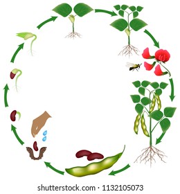 Life cycle of a bean plant on a white background.