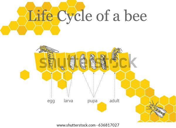 Life Cycle Bee Stock Vector (Royalty Free) 636817027