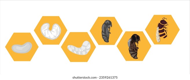 Life cycle of bee vector. Life cycle of bee hand drawing illustration