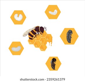 Life cycle of bee vector. Life cycle of bee hand drawing illustration