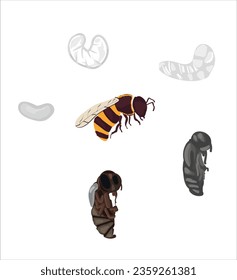 Life cycle of bee vector. Life cycle of bee hand drawing illustration