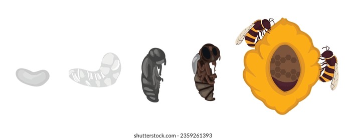 Life cycle of bee vector. Life cycle of bee hand drawing illustration
