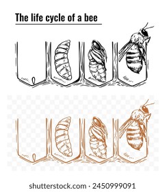 Life cycle of a bee, vector monochrome sketch illustration, hand drawn, black outline