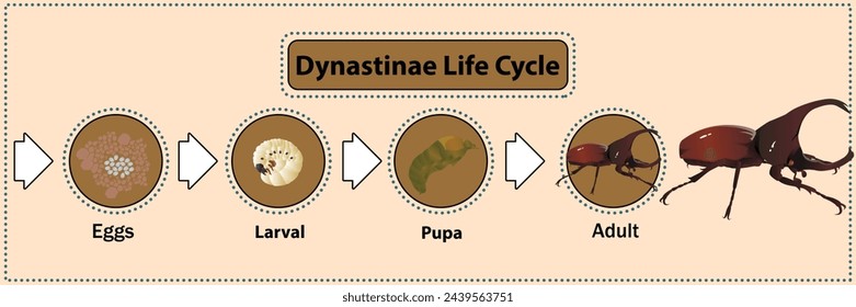 El ciclo de vida de la dinastina del escarabajo es la raza, creando una tribu para existir.