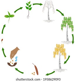 Life cycle of a birch plant on a white background.